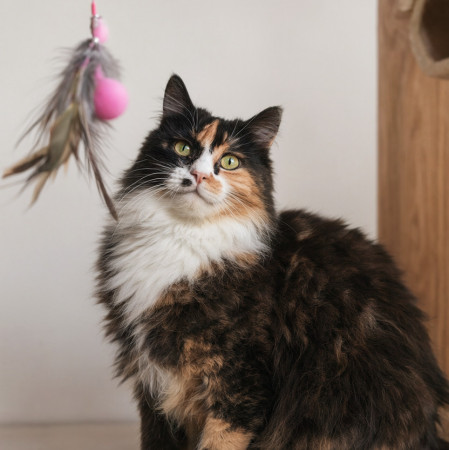 Милая Мила ищет дом! В хорошие руки! , Трёхцветный, Котельники, Кошка в хорошие руки