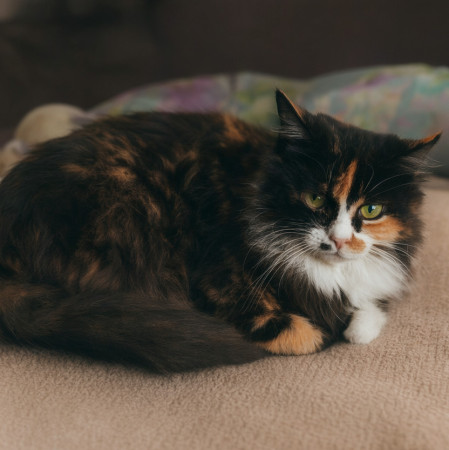 Милая Мила ищет дом! В хорошие руки! , Трёхцветный, Котельники, Кошка в хорошие руки