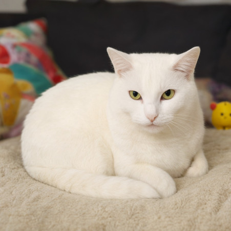 Очаровательная Белянка ищет дом в дар! , Белый, Котельники, Кошка в хорошие руки