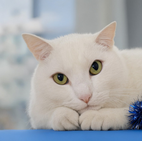 Очаровательная Белянка ищет дом в дар! , Белый, Котельники, Кошка в хорошие руки
