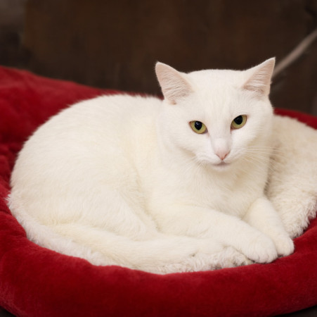 Очаровательная Белянка ищет дом в дар! , Белый, Котельники, Кошка в хорошие руки