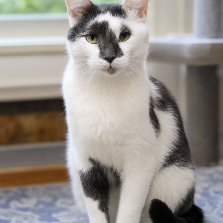 Особенный котик Барсик ищет дом. В дар! , Серый с белым, Котельники, Кот в добрые руки