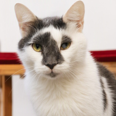 Особенный котик Барсик ищет дом. В дар! , Серый с белым, Котельники, Кот в добрые руки