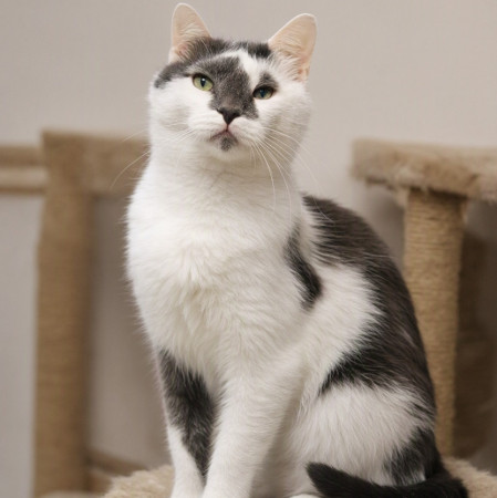 Особенный котик Барсик ищет дом. В дар! , Серый с белым, Котельники, Кот в добрые руки