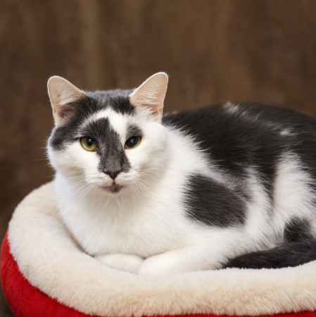 Особенный котик Барсик ищет дом. В дар! , Серый с белым, Котельники, Кот в добрые руки