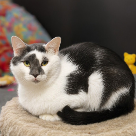 Особенный котик Барсик ищет дом. В дар! , Серый с белым, Котельники, Кот в добрые руки