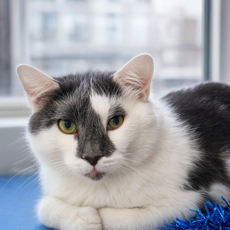 Особенный котик Барсик ищет дом. В дар! , Серый с белым, Котельники, Кот в добрые руки