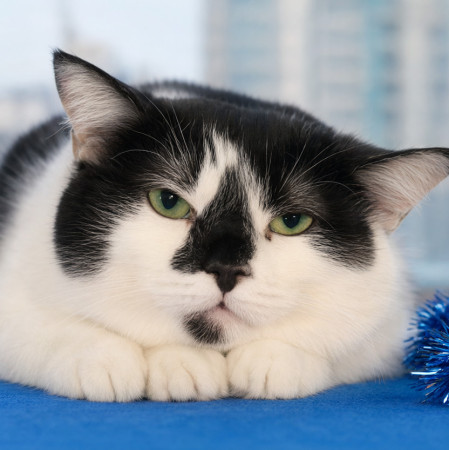 Кошка с бриллиантом на мордашке, Двухцветный, Котельники, Кошка в хорошие руки