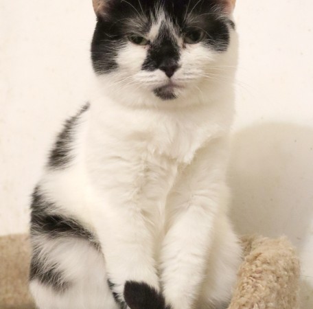Кошка с бриллиантом на мордашке, Двухцветный, Котельники, Кошка в хорошие руки