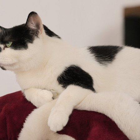 Кошка с бриллиантом на мордашке, Двухцветный, Котельники, Кошка в хорошие руки