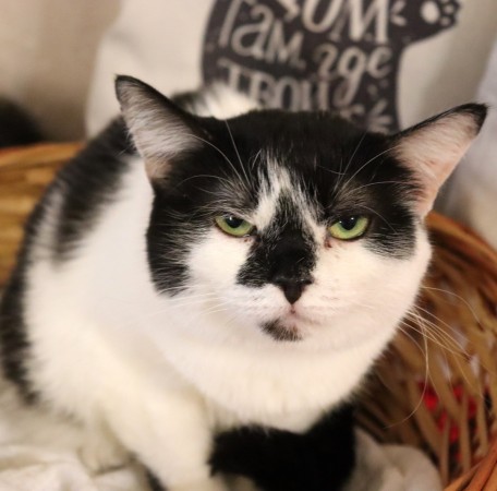 Кошка с бриллиантом на мордашке, Двухцветный, Котельники, Кошка в хорошие руки