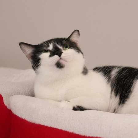 Кошка с бриллиантом на мордашке, Двухцветный, Котельники, Кошка в хорошие руки