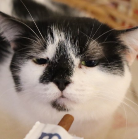 Кошка с бриллиантом на мордашке, Двухцветный, Котельники, Кошка в хорошие руки