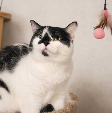 Кошка с бриллиантом на мордашке, Двухцветный, Котельники, Кошка в хорошие руки