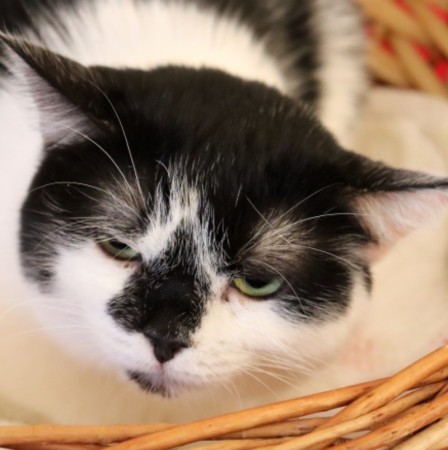 Кошка с бриллиантом на мордашке, Двухцветный, Котельники, Кошка в хорошие руки