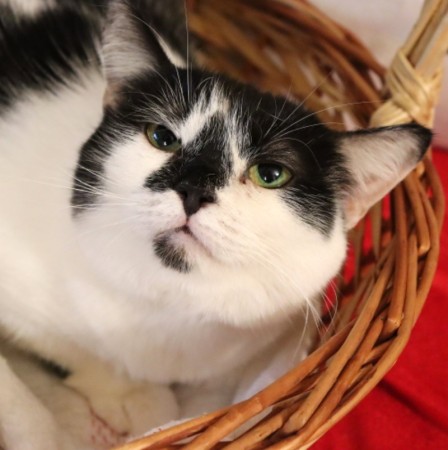 Кошка с бриллиантом на мордашке, Двухцветный, Котельники, Кошка в хорошие руки