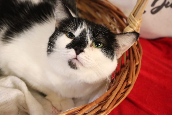Кошка с бриллиантом на мордашке, Двухцветный, Котельники, Кошка в хорошие руки