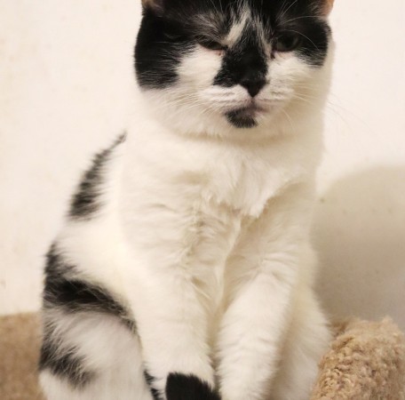 Кошка с бриллиантом на мордашке, Двухцветный, Котельники, Кошка в хорошие руки