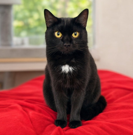 Эдди Мерфи ищет дом!, Черный, Котельники, Кот в добрые руки