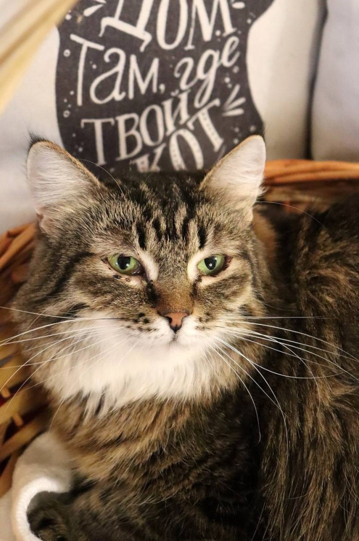 Роскошная Матильда в хорошие руки! , Двухцветный, Котельники, Кошка в ...