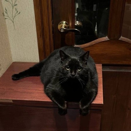 Отдам кота Чешу в добрые руки, Черный, Пенягино, Кот в добрые руки
