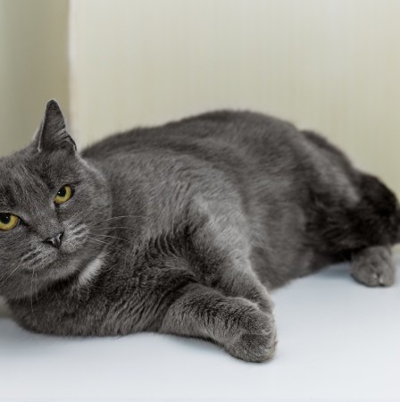 Кошка Варежка ищет дом , Серый, Каширская, Кошка в хорошие руки