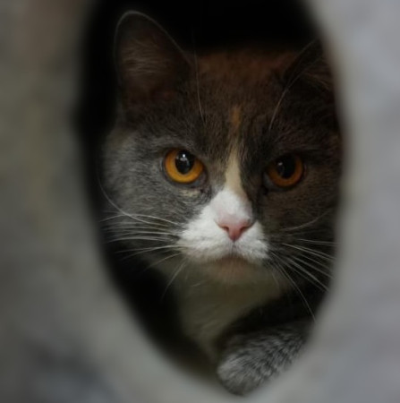 Кошка Феня, метис шотландской, ждет заботливых хозяев. В дар!, Трёхцветный, Лефортово, Кошка в хорошие руки