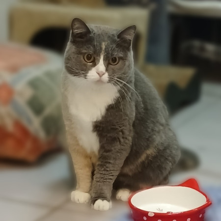 Кошка Феня, метис шотландской, ждет заботливых хозяев. В дар!, Трёхцветный, Лефортово, Кошка в хорошие руки