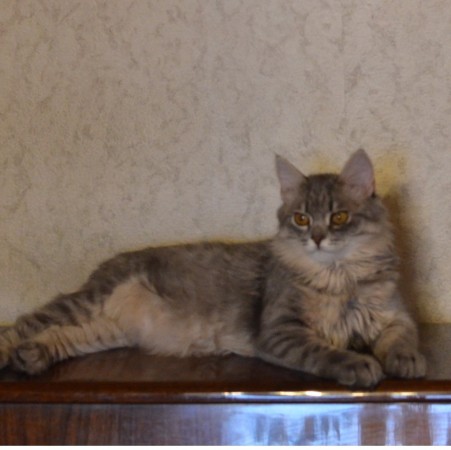 Ральф, добрый и ласковый котенок, котенок 5 месяцев