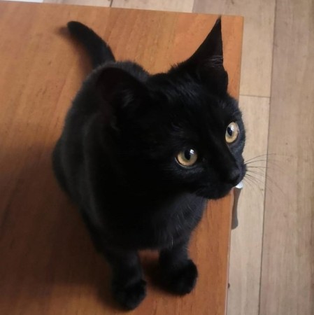 Котенок подросток Матильда