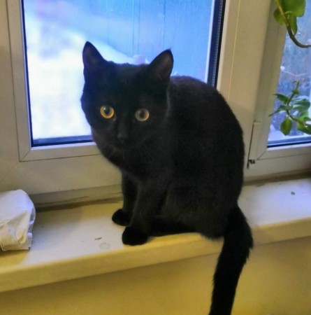 Котенок подросток Матильда