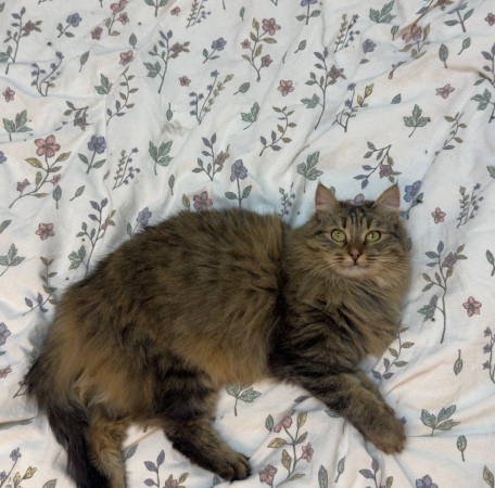 Сладкая Булочка ищет дом. В дар!, Мраморный, Войковская, Кошка в хорошие руки