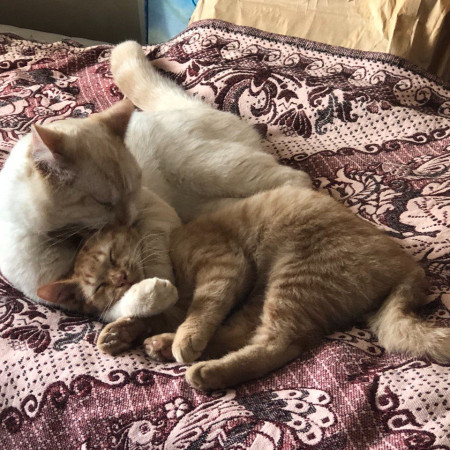 Очаровательный малыш Ренэ ищет дом. В дар!, котенок 4 месяца