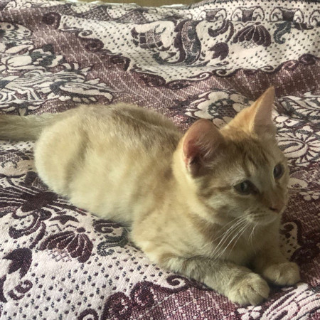 Очаровательный малыш Ренэ ищет дом. В дар!, котенок 4 месяца