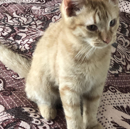 Очаровательный малыш Ренэ ищет дом. В дар!, котенок 4 месяца