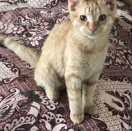 Очаровательный малыш Ренэ ищет дом. В дар!, котенок 4 месяца