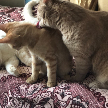 Очаровательный малыш Ренэ ищет дом. В дар!, котенок 4 месяца