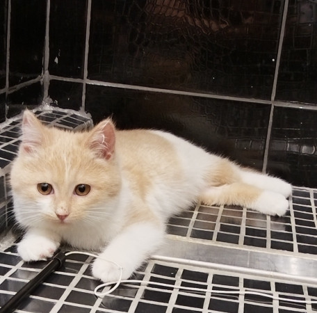 Молодая и активная кошечка Мотя ищет дом. В дар!, котенок 5 месяцев