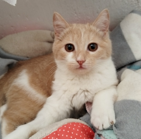 Молодая и активная кошечка Мотя ищет дом. В дар!, котенок 5 месяцев