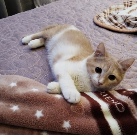 Молодая и активная кошечка Мотя ищет дом. В дар!, котенок 5 месяцев