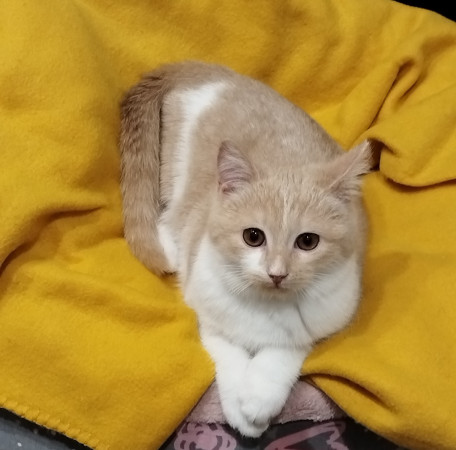Молодая и активная кошечка Мотя ищет дом. В дар!, котенок 5 месяцев