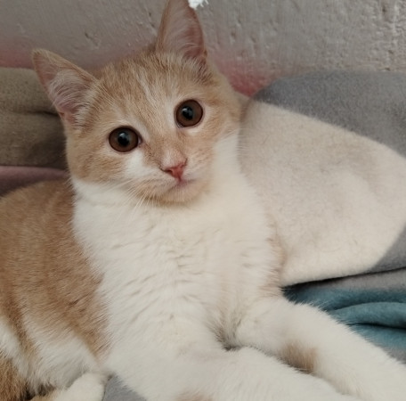 Молодая и активная кошечка Мотя ищет дом. В дар!, котенок 5 месяцев