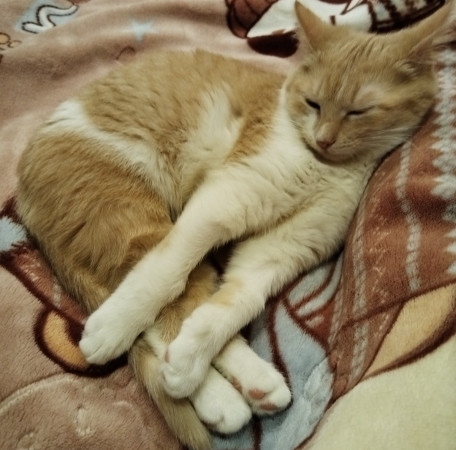 Молодая и активная кошечка Мотя ищет дом. В дар!, котенок 5 месяцев