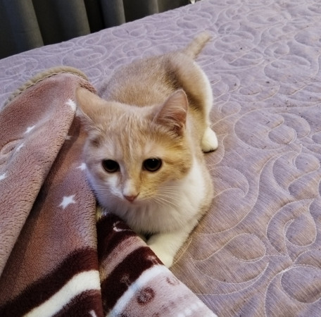 Молодая и активная кошечка Мотя ищет дом. В дар!, котенок 5 месяцев