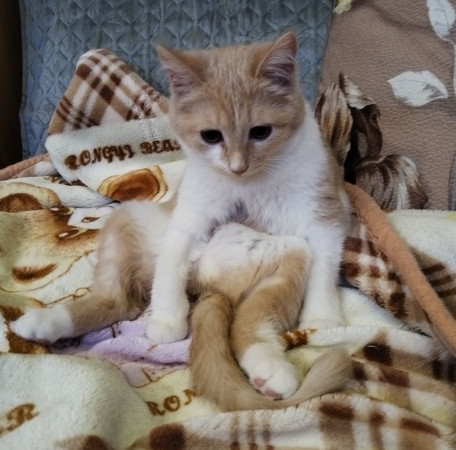 Молодая и активная кошечка Мотя ищет дом. В дар!, котенок 5 месяцев