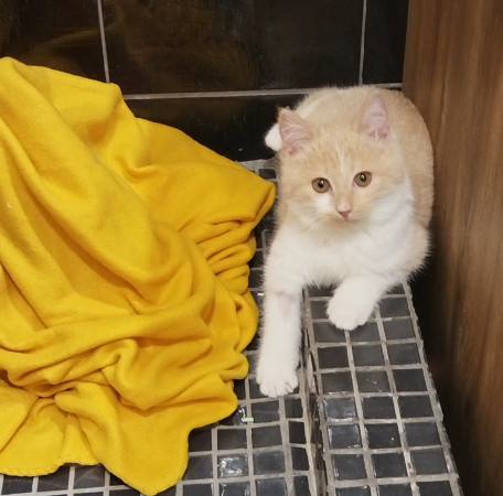 Молодая и активная кошечка Мотя ищет дом. В дар!, котенок 5 месяцев