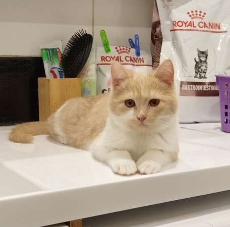 Молодая и активная кошечка Мотя ищет дом. В дар!, котенок 5 месяцев