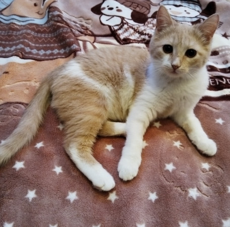 Молодая и активная кошечка Мотя ищет дом. В дар!, котенок 5 месяцев