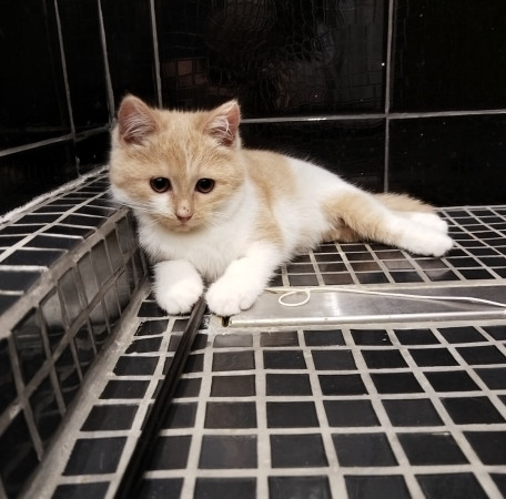 Молодая и активная кошечка Мотя ищет дом. В дар!, котенок 5 месяцев