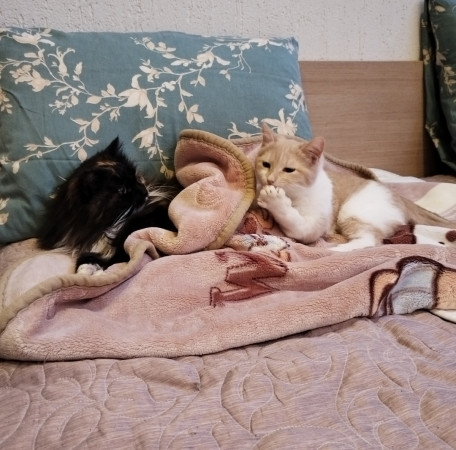 Молодая и активная кошечка Мотя ищет дом. В дар!, котенок 5 месяцев